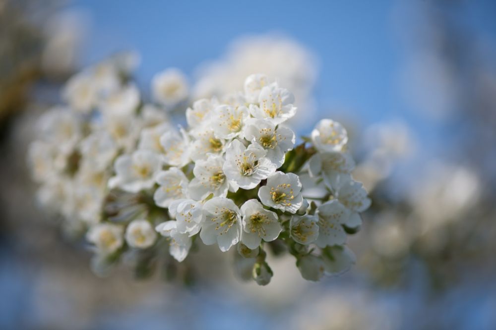 Werkdag Buurtboomgaard