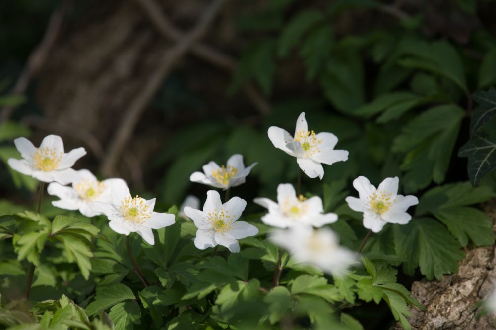 Kom de bloeiende bosanemonen bewonderen in de Vlierbeekvallei