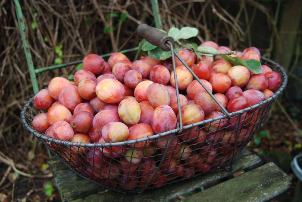 Werkdag Buurtboomgaard