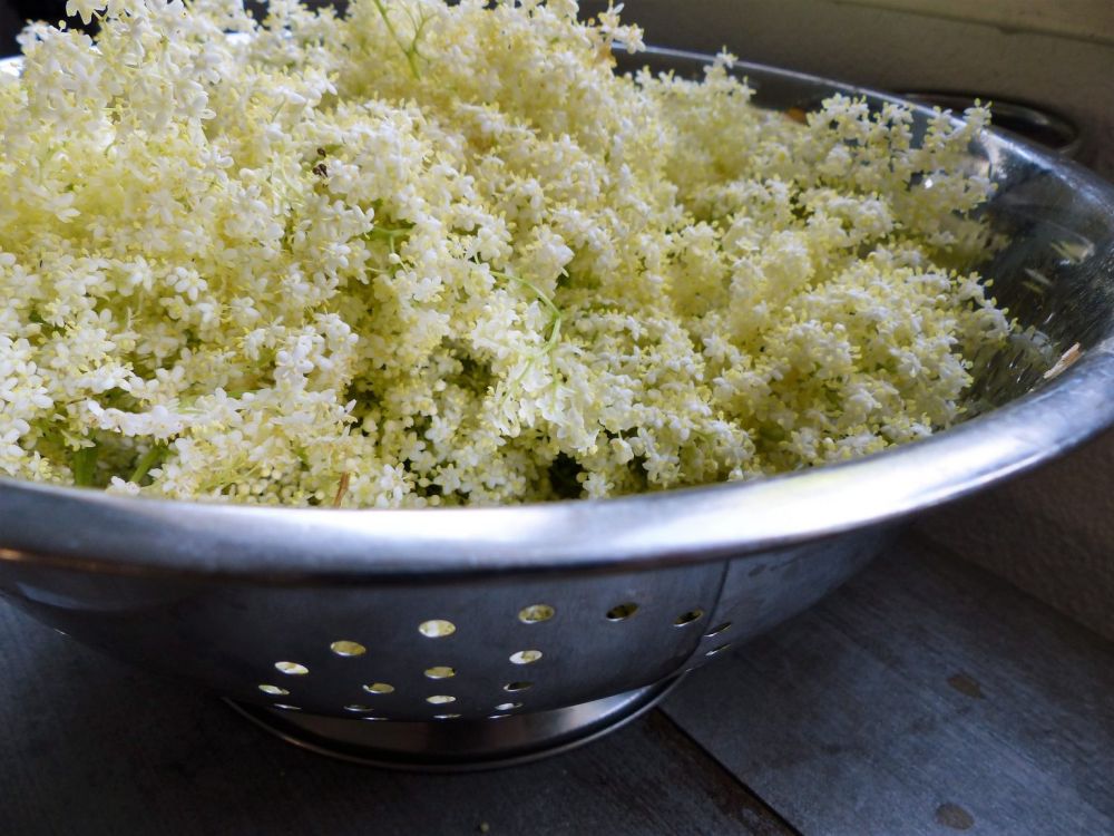Culinaire planten- en bomenwandeling. Ontdek, ruik en proef!