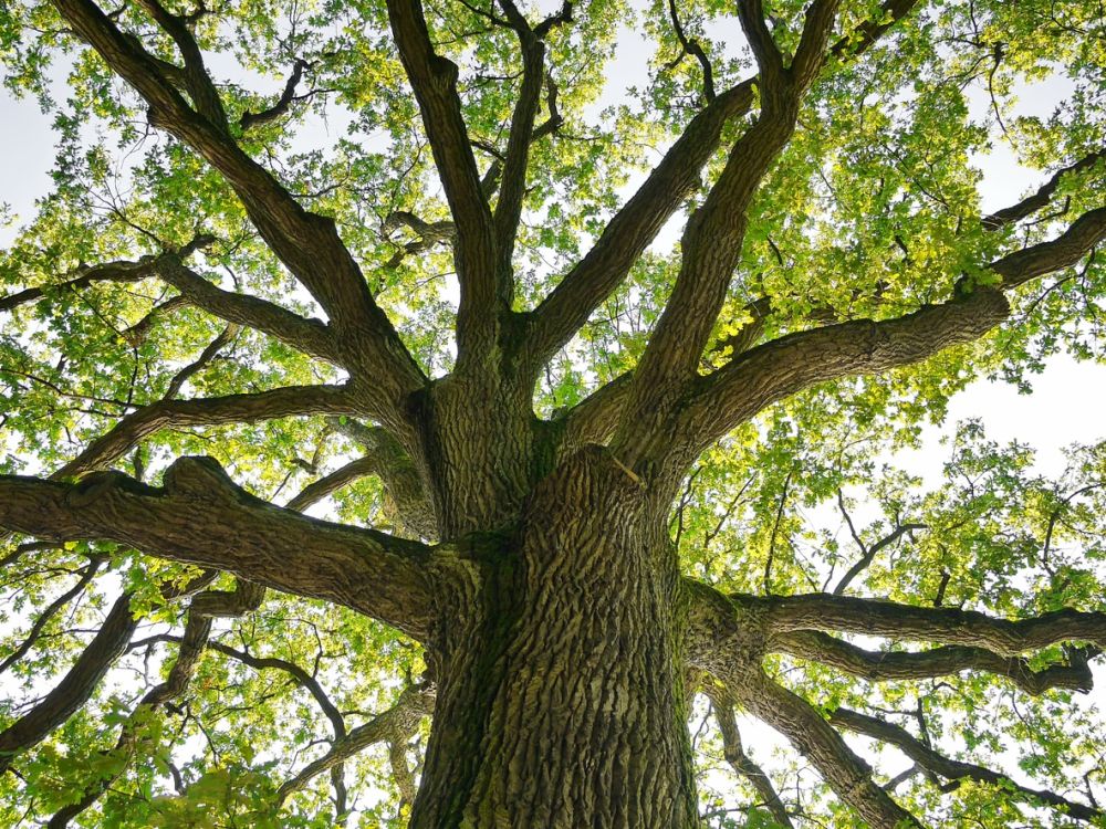 Bomen hebben oren - Verhalen, gedichten en proevertjes in de Abdijboomgaard van Vlierbeek