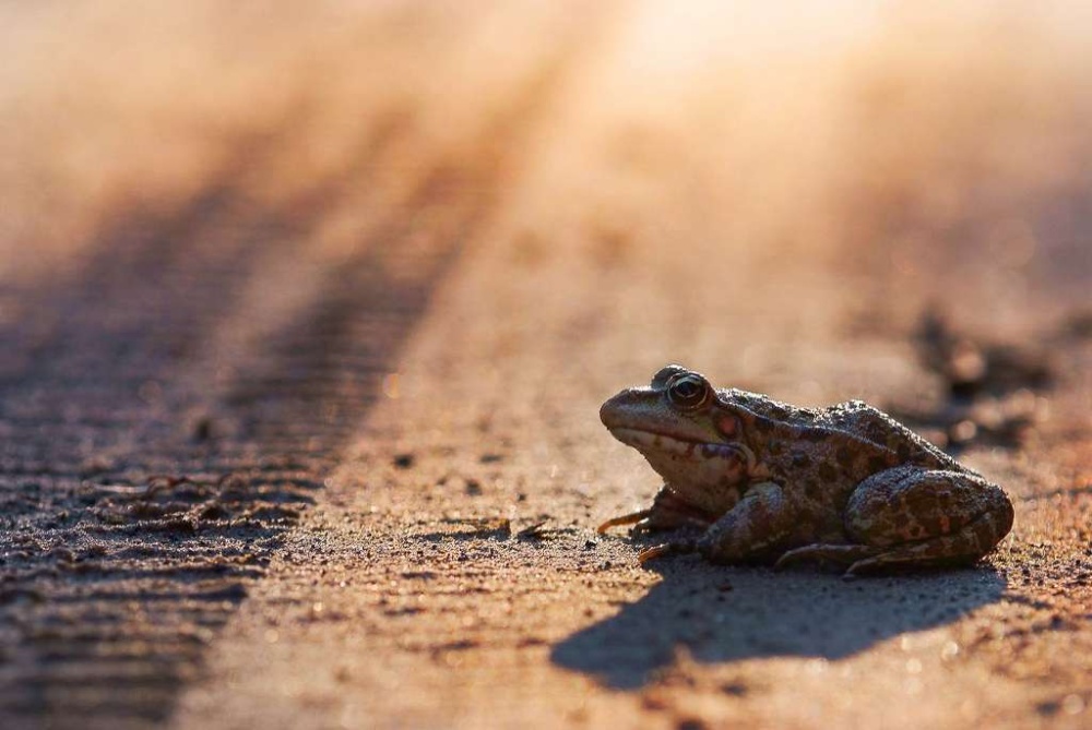 Help padden de straat over