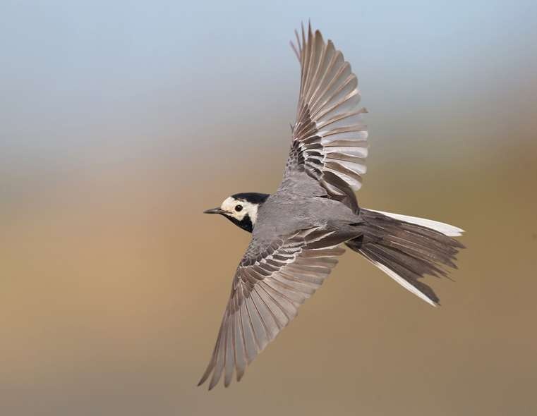 Vogeltrek in de vallei van Vlierbeek
