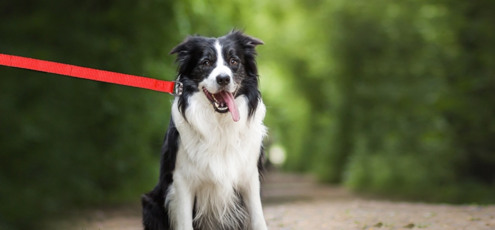 Honden aan de leiband