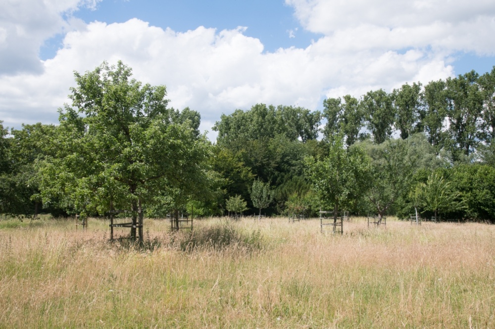 Adopteer jij mee gras van onze boomgaard?