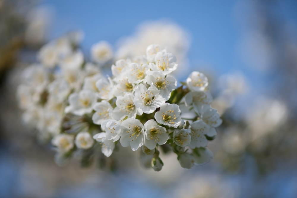 Bloesempracht in onze boomgaard