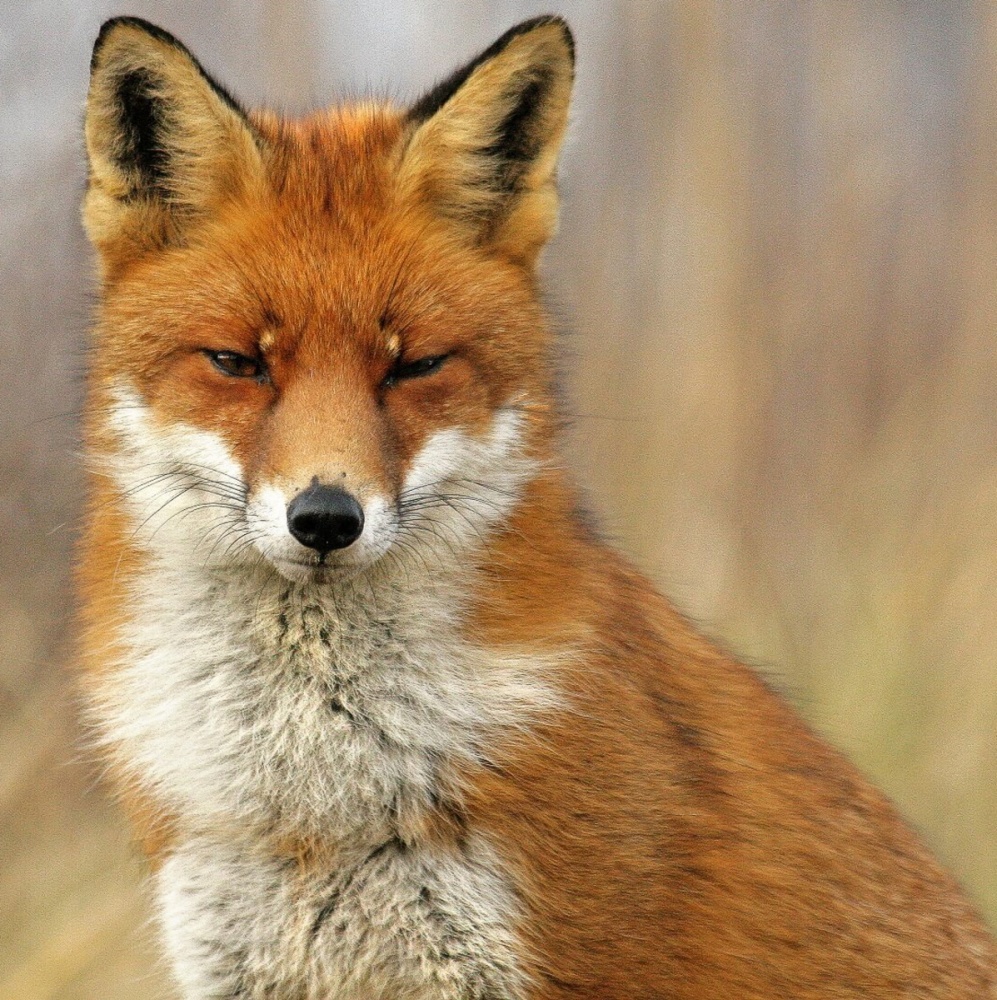 Welk dier liet zich al vangen?