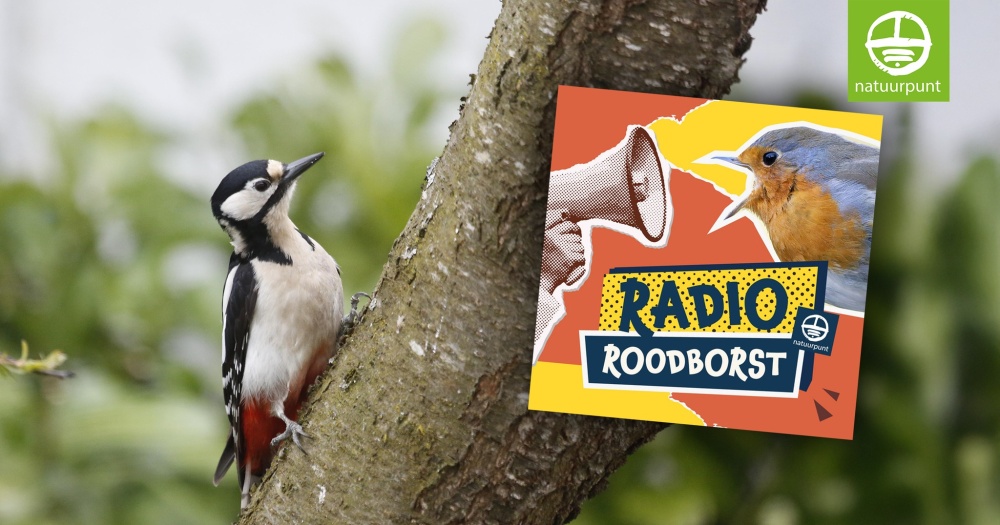 Op kraambezoek bij onze koesterbuur de slechtvalk