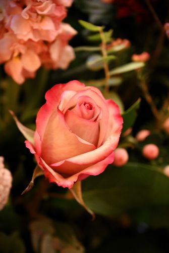 Feestelijke aftrap van het feestjaar Vlierbeek 900