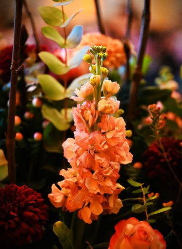 Feestelijke aftrap van het feestjaar Vlierbeek 900