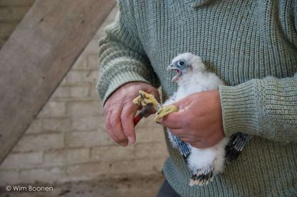 Nieuwe lichting in onze abdijtoren