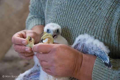 Nieuwe lichting in onze abdijtoren