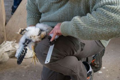 Nieuwe lichting in onze abdijtoren