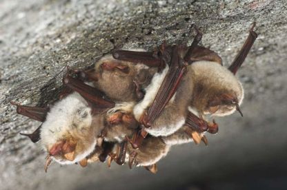 Een nieuwe thuis voor de vleermuis