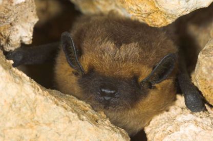 Een nieuwe thuis voor de vleermuis