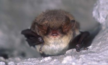 Een nieuwe thuis voor de vleermuis