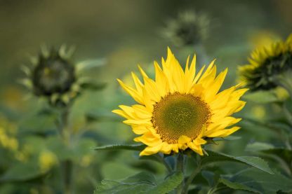 Een beetje Provence in Vlierbeek ...