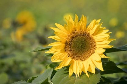 Een beetje Provence in Vlierbeek ...