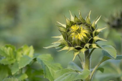 Een beetje Provence in Vlierbeek ...