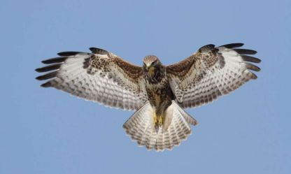 Vogeltrek in de vallei van Vlierbeek