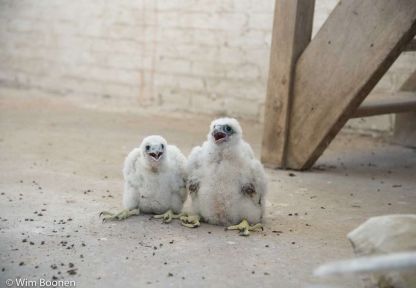 Jonge slechtvalken op onze abdijsite