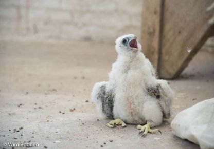 Jonge slechtvalken op onze abdijsite