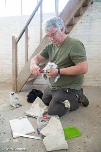 Jonge slechtvalken op onze abdijsite