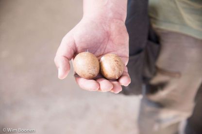 Jonge slechtvalken op onze abdijsite