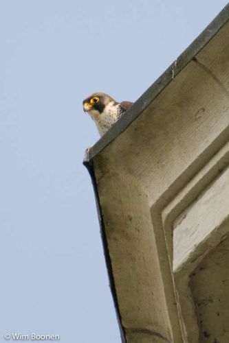 Jonge slechtvalken op onze abdijsite