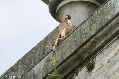 Jonge slechtvalken op onze abdijsite