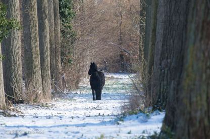 Winter in Vlierbeek... stiller dan stil