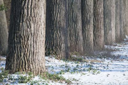 Winter in Vlierbeek... stiller dan stil